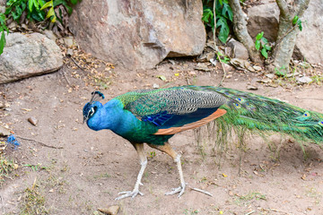 Chai nat Thailand December 26 2019 see birds at Chai NAT Bird Park is a place of chainat province. Bird cage is the biggest in Asia, covering an area of 26 hectares and contains various species birds.