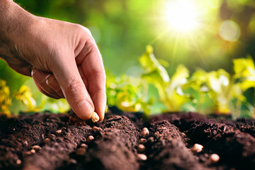 Farmer planting seeds in soil