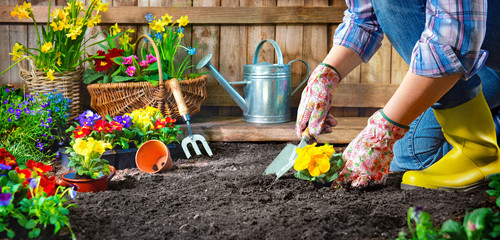 Wall Mural - Planting flowers in sunny garden