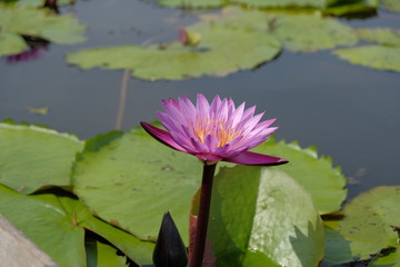 one soft magenta lotus at center with soft blur background