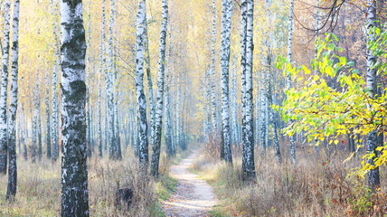 Wall Mural - beautiful scene with birches in yellow autumn birch forest in october among other birches in birch grove