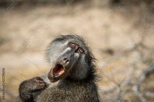 Cuadros en Lienzo Chacma baboon yawning in the Kruger.