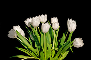 Wall Mural - bunch of white tulips isolated on black background