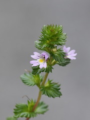 the small wildflower herb drug eyebright euphrasia stricta
