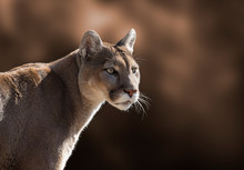 Cougar Closeup Portrait