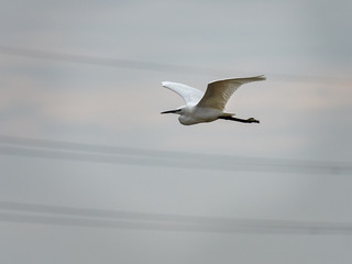 Wall Mural - Little egret flying over the Silla harbor, at the entrance to the lagoon of Valencia, Spain