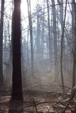 Fototapeta Las - Early spring in a forest: trees in a misty sunshine
