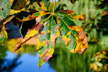 Winter Herbst