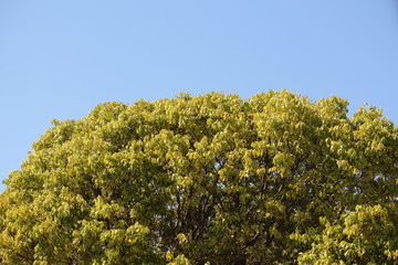 sky blue and green tree