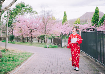 Wall Mural - Asian woman wearing kimono with cherry blossoms,sakura in Japan.