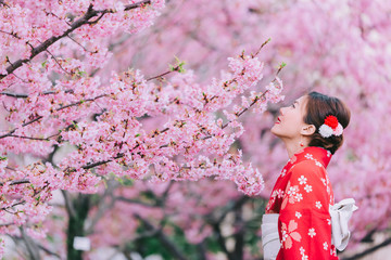 Wall Mural - Asian woman wearing kimono with cherry blossoms,sakura in Japan.