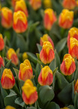 Fototapeta Tulipany - Tulpen - Liliengewächse