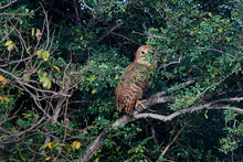 Pels Fishing Owl (Scotopelia Peli)