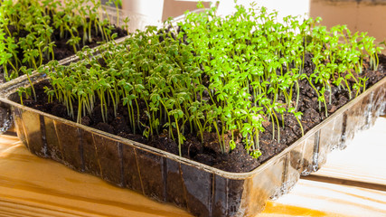 Fresh lettuce seedlings growing indoors-image