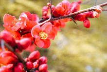 Close Up Of Red Plum Blossoms Blooming In Spring In A Japanese Garden.