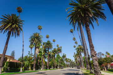 Wall Mural - Typical palms along the street in Beverly Hills