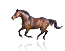 Brown Horse Runs Isolated On White Background