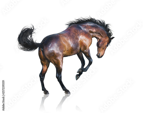 Photo  Brown horse jumps isolated on white background