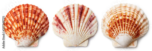 Fotografía Set of sea shells, isolated on white background