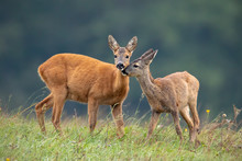 Intimate Moment Between Mother Roe Deer, Capreolus Capreolus, Doe And Fawn Touching With Noses And Standing Close Together On A Meadow