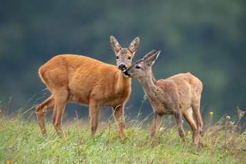 Wall Mural - intimate moment between mother roe deer, capreolus capreolus, doe and fawn touching with noses and s