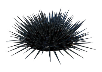 Wall Mural - 3D Rendering Sea Urchin on White