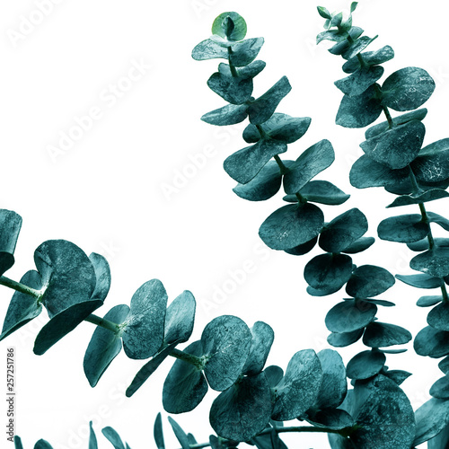 Foto-Schiebegardine Komplettsystem - Selective focus of eucalyptus leaves with white color background.For decoration design.botanical plant collection (von hakinmhan)
