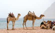 Caravan Lying Camels In Desert Of Egypt Dahab South Sinai