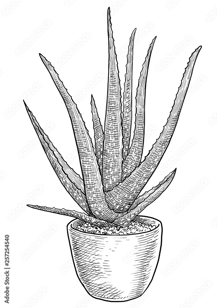 soena aloe vera Sona Aloe Vera Extract - Antioxidant, Digestive & Skin Wellness