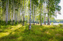 Birch Grove On The River In The Summer On A Sunny Day, The Edge Of The Forest With Grass.