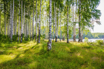 Wall Mural - birch grove on the river in the summer on a sunny day, the edge of the forest with grass.
