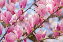 Pink Magnolia Flowers In Full Bloom On The Tree Branch With Blue Sky In Background