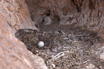 VULTURE NEST WITH AN EGG IN SPRING BUILT WITH BRANCHES IN A ROCK CAVE 