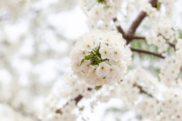 Branches of blossoming tree