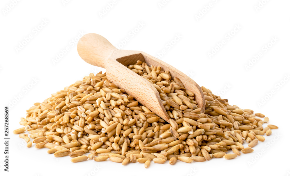 Heap of oat grain with a wooden shovel on a white, isolated. - obrazy, fototapety, plakaty 