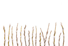 Branches With Buds, Buds On A White Background. Blooming Tree Branches. The Concept Of Spring. Place For Text