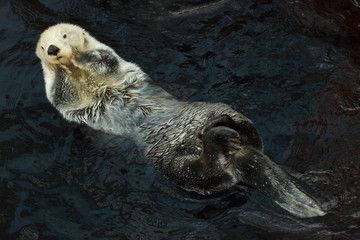 Wall Mural - Sea otter (Enhydra lutris)