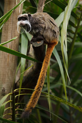 Canvas Print - Bearded emperor tamarin (Saguinus imperator subgrisecens).