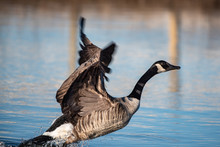 Canadian Goose Taking Off