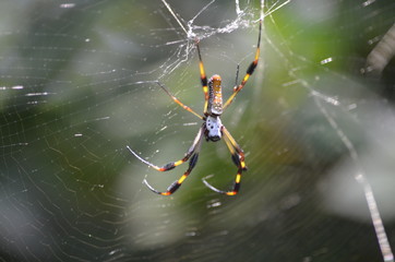 spider on a web