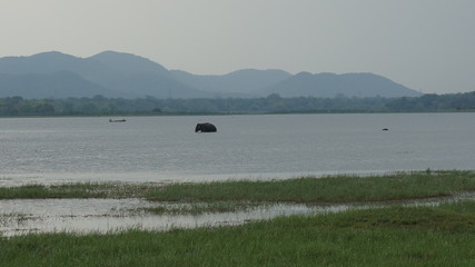 Elephant bathing in a lake