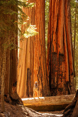 Poster - Hiker in Sequoia national park in California, USA