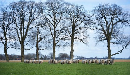 Wall Mural - flock of sheep, black and white sheep