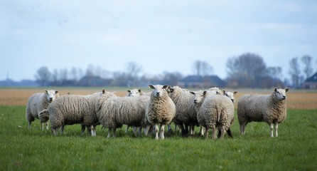 flock of sheep, black and white sheep