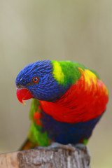 Poster - The rainbow lorikeet (Trichoglossus moluccanus) sitting on the branch. Extremely colored parrot on a branch with a brown background.