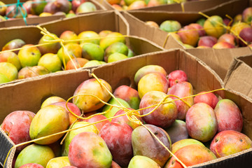 Wall Mural - pile of mangoes in the Colombian market.