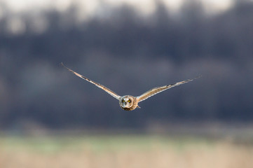 Head on Short-eared Owl Flying