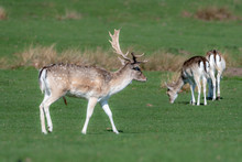 A Portrait Of A Male Fallow Deer Walking Through A Field, As Two Females Graze In The Background