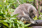 Fototapeta Tęcza - closeup of koala sleeping on Eucalyptus tree in rain
