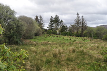 Poster - Countryside Landscape in Ireland